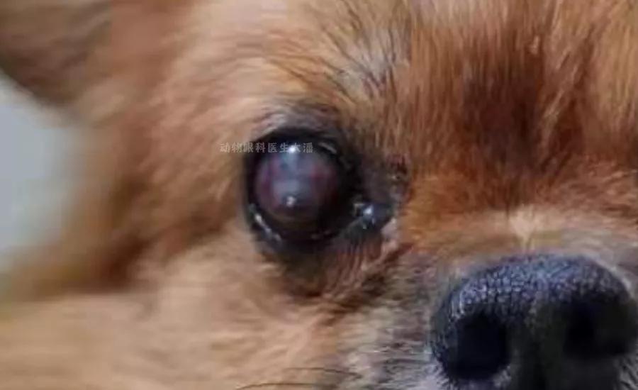 狗狗角膜溃疡眼睛开始长了红血丝,狗狗角膜水肿角膜溃疡怎么治