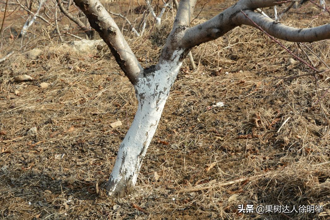 桃树流胶半死不活的打什么药,治桃树流胶最好的土办法