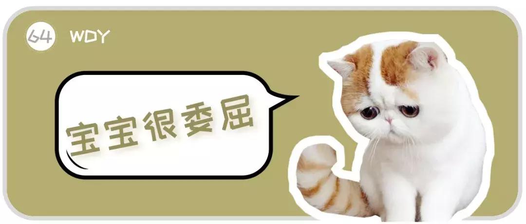 为什么很少有人养加菲猫,最难养的猫加菲猫