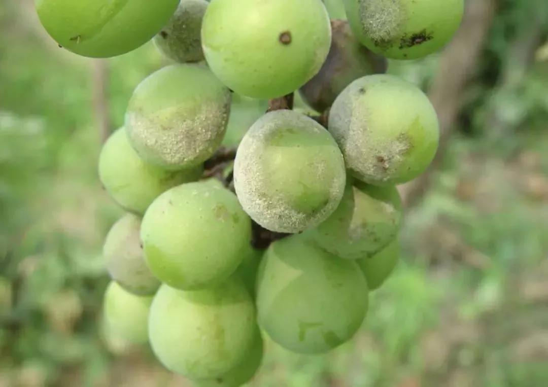 涨知识了最热的葡萄品种都在这里,涨知识冬虫夏草