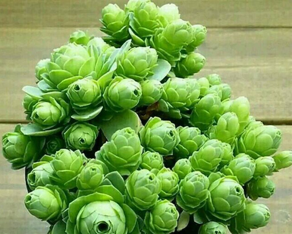 多肉中的花,多肉植物中的美人系列