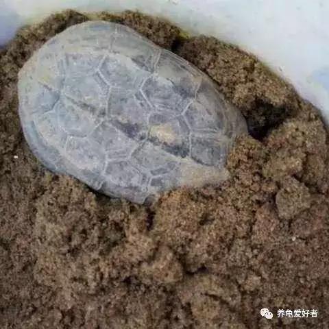 龟什么时候进入冬眠状态,龟大概什么时候结束冬眠