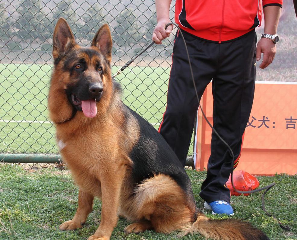 你可以永远相信狗的眼泪,你可以永远相信狗的忠诚