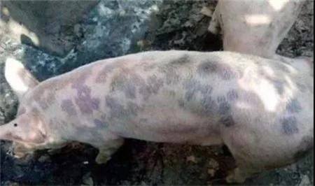 猪瘟的症状和治疗方法猪全身发红,猪皮肤发红是什么病