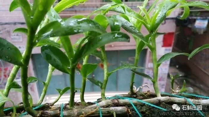 檀香石斛野生,檀香石斛兰麝香