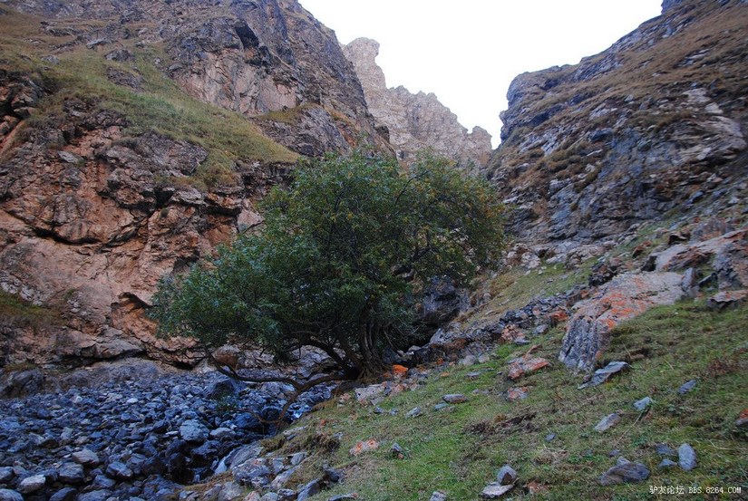 狼c调简谱教唱,狼c