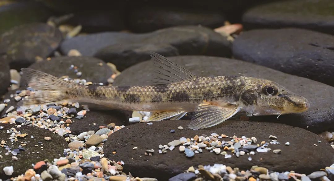 盘点那些大到离谱的淡水鱼,各种淡水鱼你认识吗