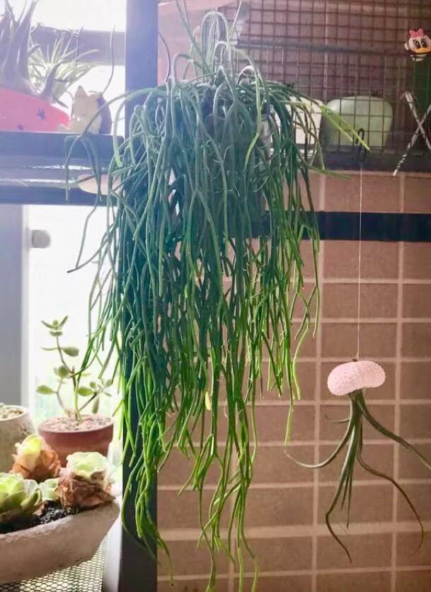 刷屏级花草，我也就拿着手机看了一下午而已！