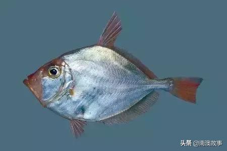 南澳渔民捕鱼视频,南澳渔民出海