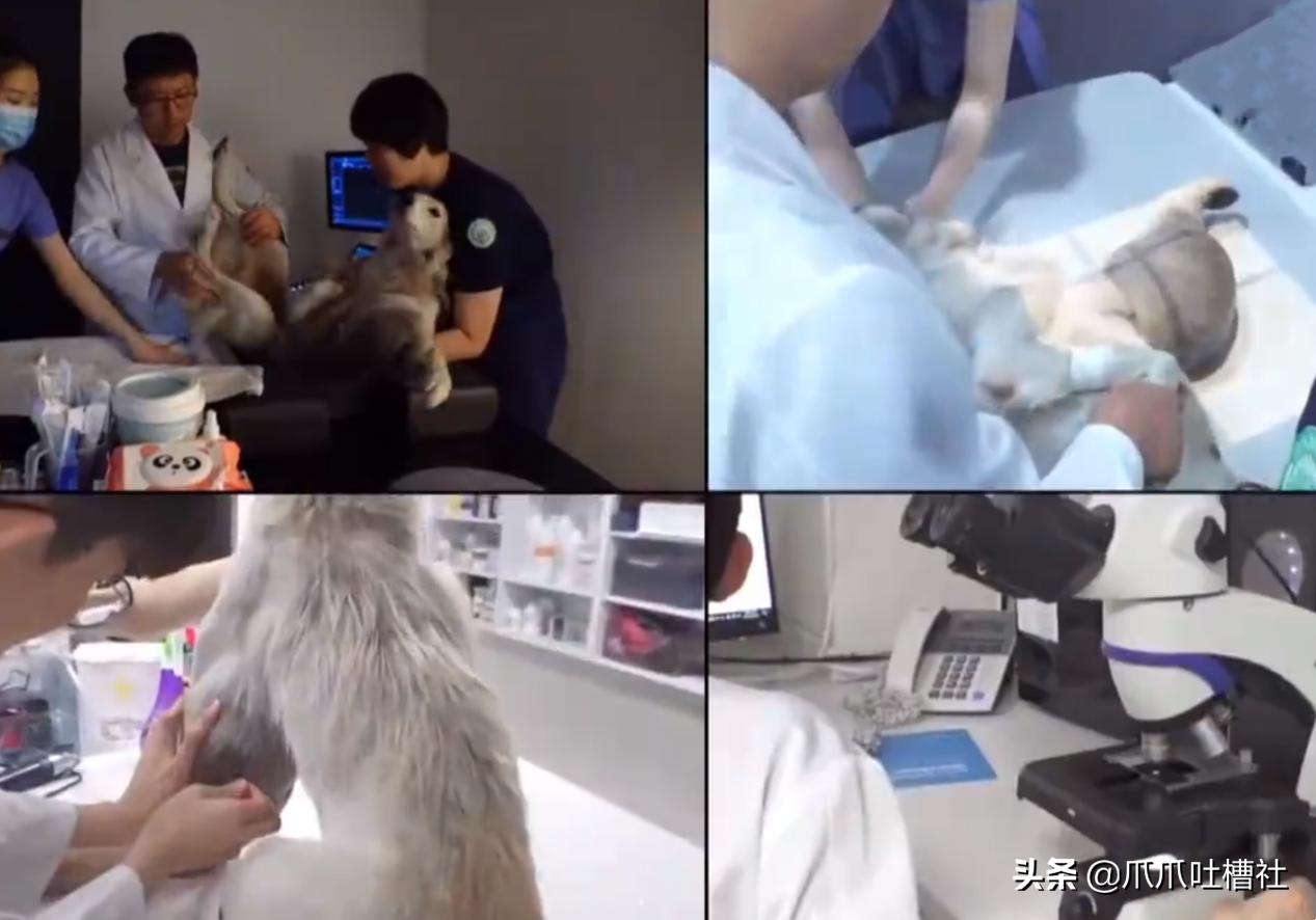 流浪狗身体长了瘤,流浪狗得肿瘤被主人遗弃