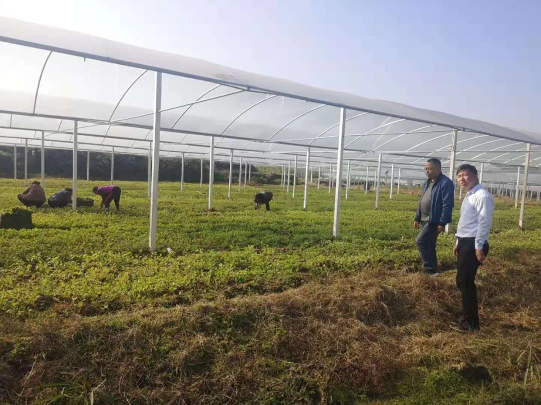 碧江区川硐规划,川硐致富