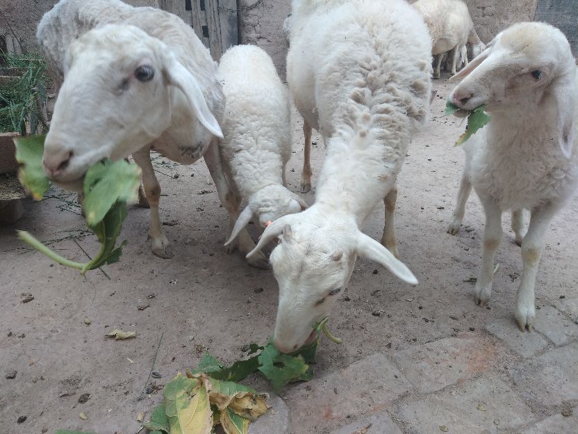 目前是养牛前景好还是养羊前景好,养羊和养牛哪个适合规模化养殖