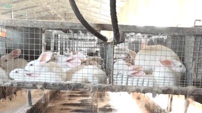 不是开玩笑，我把我家的兔子摸怀孕了...