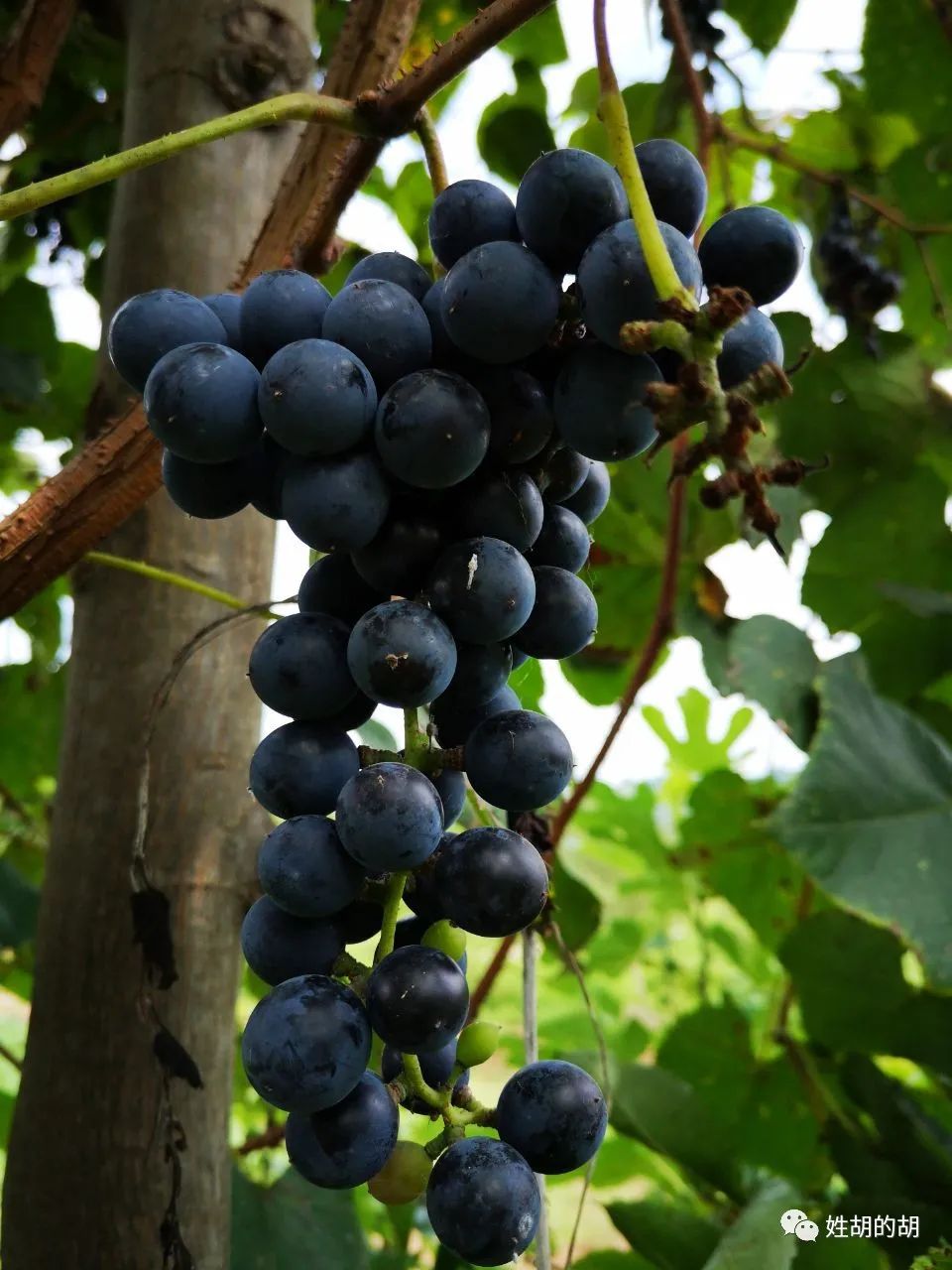 马蜂抢蜜蜂窝,马蜂发射毒刺