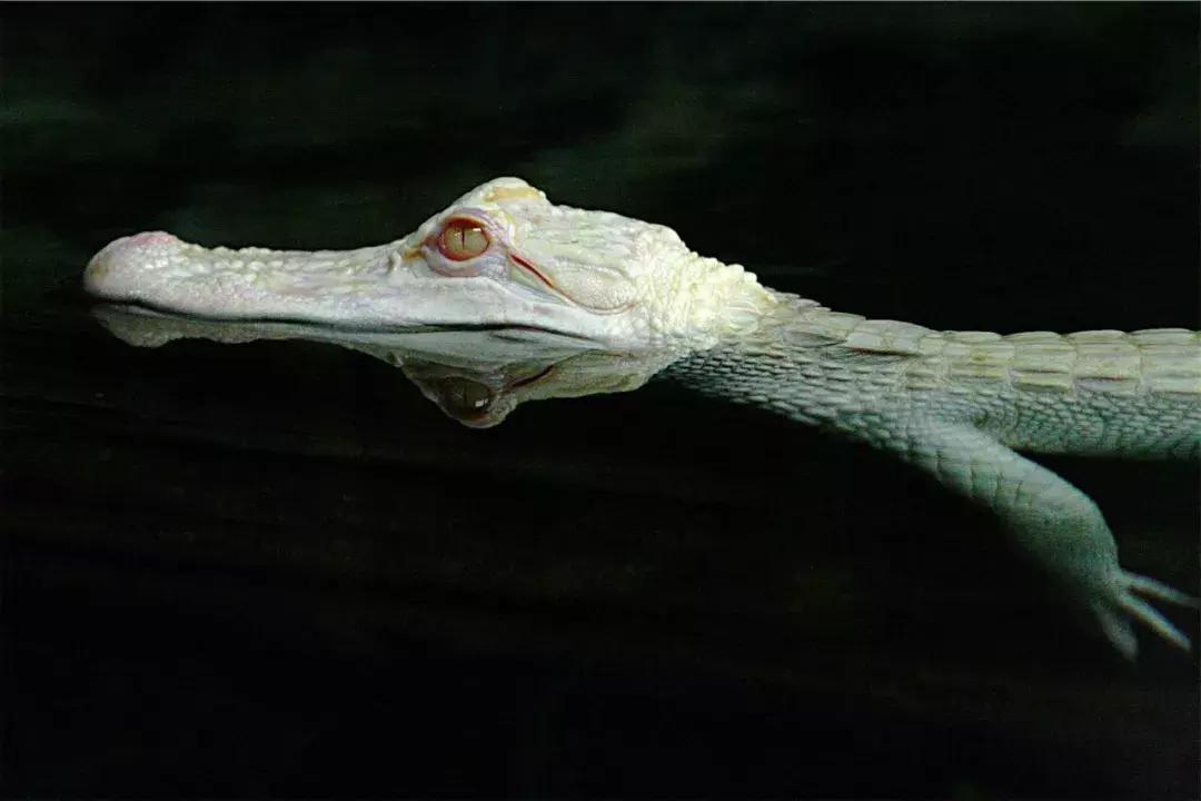 红色的小猪是佩奇，白色的小猪小鸟小松鼠是啥？