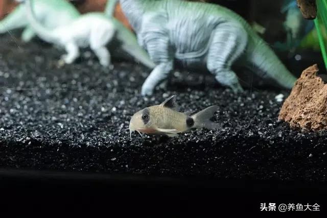 养鱼的鱼缸家里没有怎么办,养鱼没地方放鱼缸