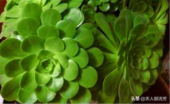 多肉植物的修剪养护方法,多肉植物仙人掌是否需要修剪