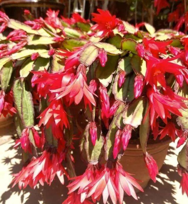 开花超美de仙人掌三千金：蟹爪兰、仙人指、假昙花，你能分清吗？