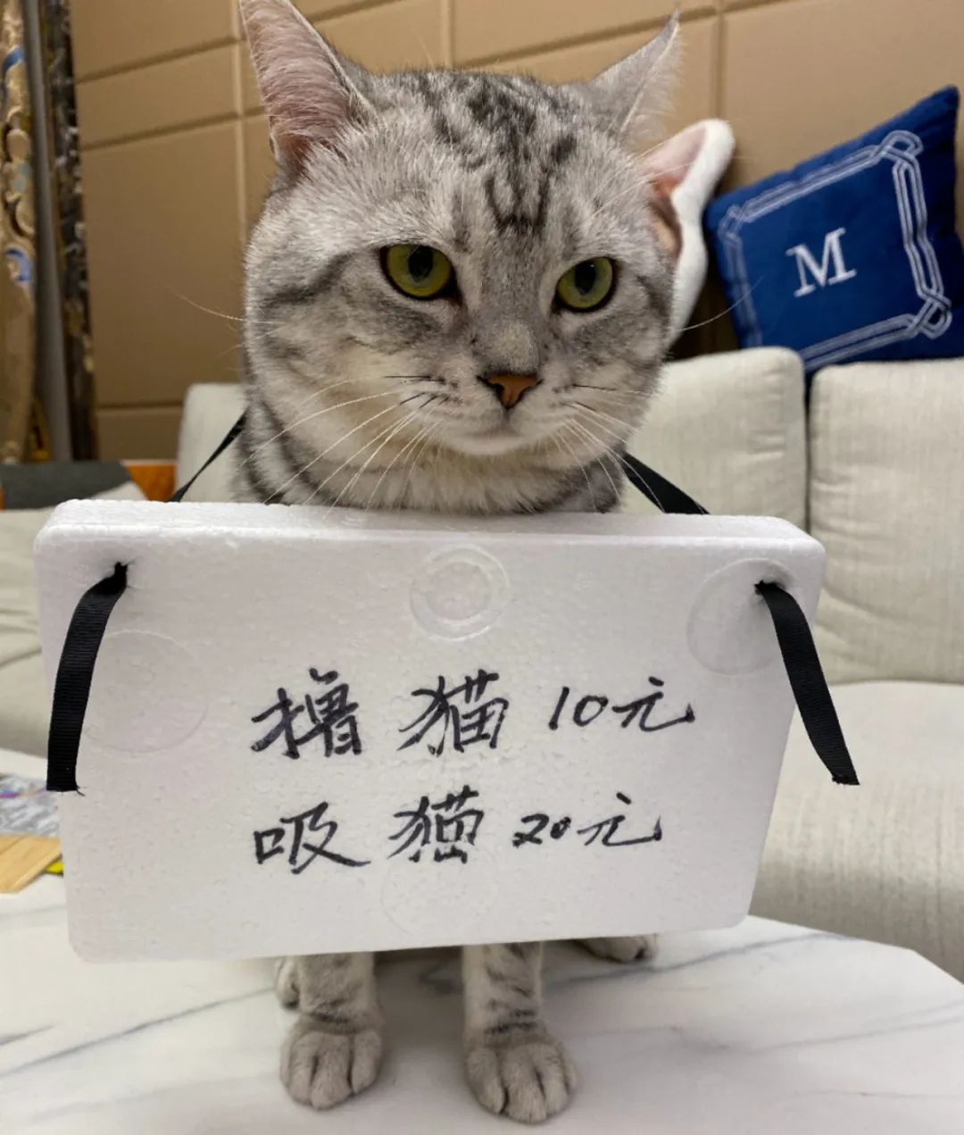 生活不易被迫营业的猫咪,猫咪独自在家铲屎官必做五件事