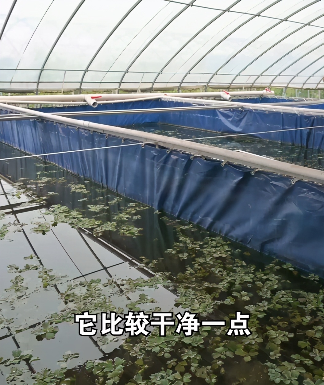 泥鳅养殖怎么收益高,泥鳅养殖前景到底如何