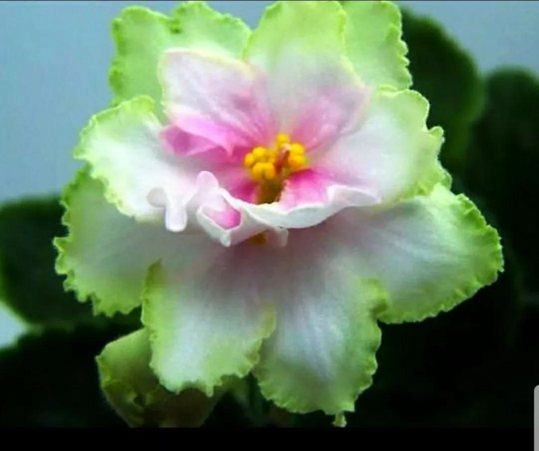 芳踪难觅濒危花！清新治愈篇：沙漠高原是吾家，豹子花的春天来了