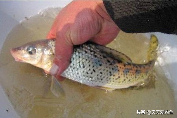 夏季钓花骨鱼钓法技巧,花骨鱼的垂钓技巧