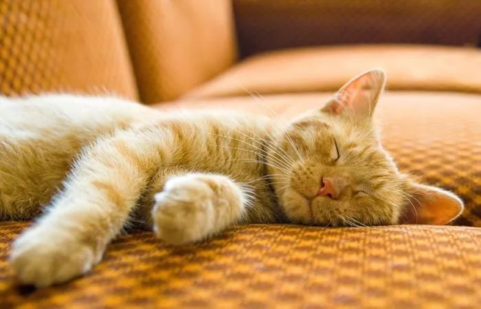 如何判断猫咪发烧,如何判断猫咪发了情