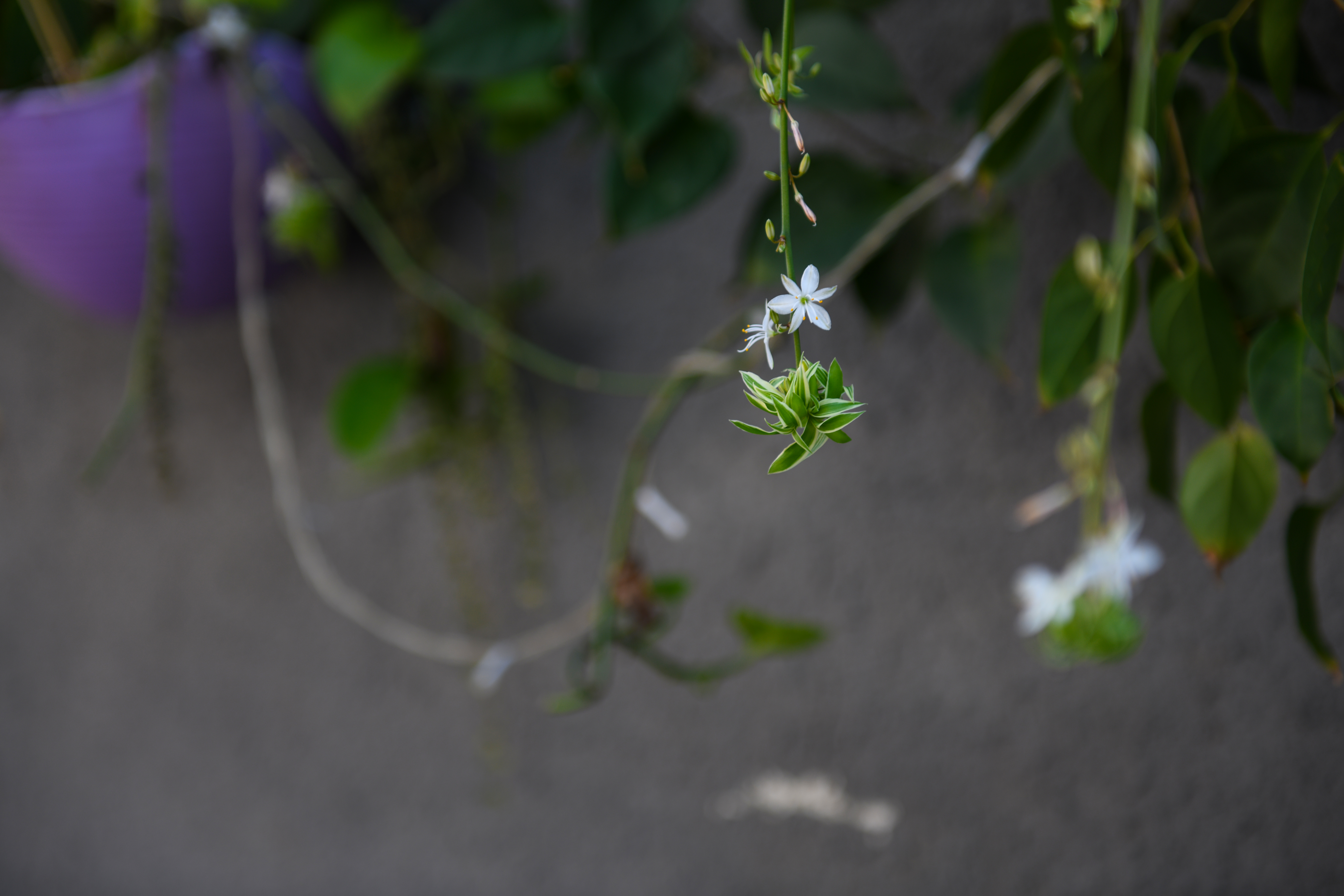 厦门鼓浪屿免费,厦门景点半价政策最新规定