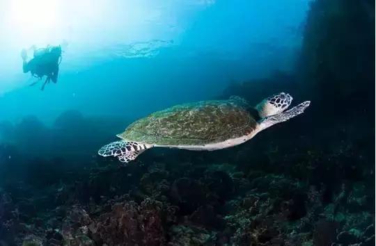 全球惊艳的10个海底世界，看到第一个就想出发！