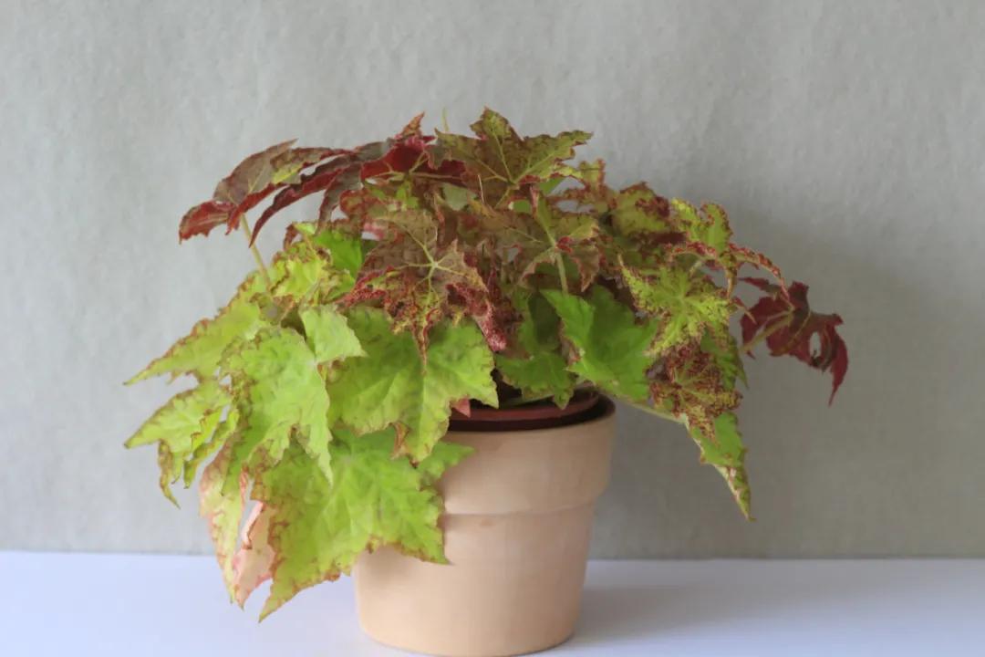 这43个来自世界各地的新品种,快来看看有没有你的菜