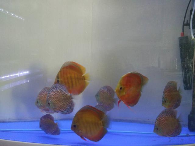 鱼缸黄水用什么过滤,鱼缸饲料黄水的处理方法