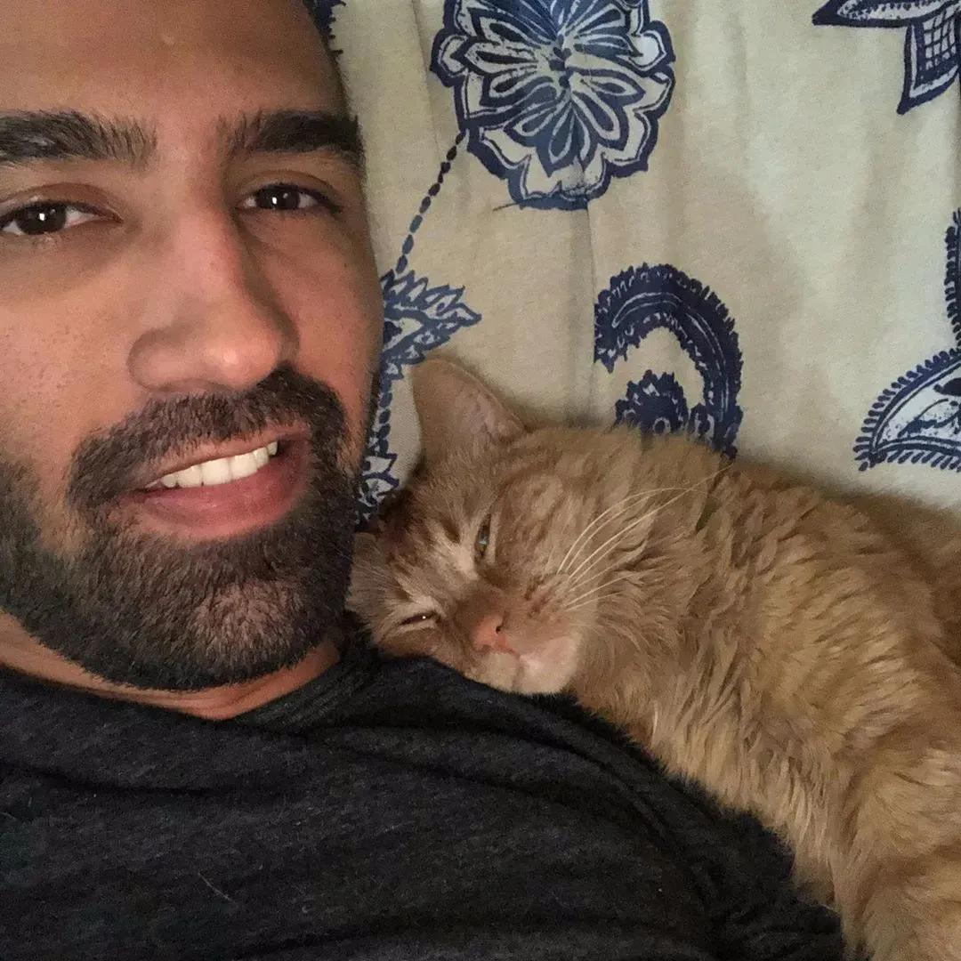 猫咪治愈力,猫咪的治愈力有多强