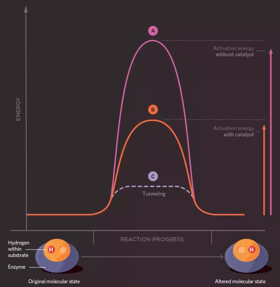 量子力学对生物的影响,可怕的量子生物学