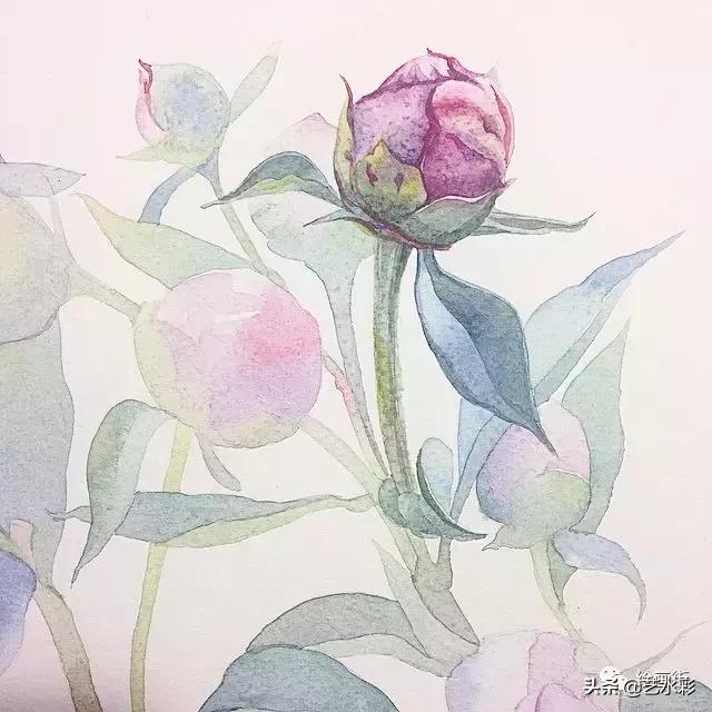 花卉钢笔画临摹简单100图,100份白描花卉的临摹素材