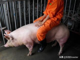 母猪发情鉴定及最佳配种时间判断，养母猪必会发情鉴定和适时配种