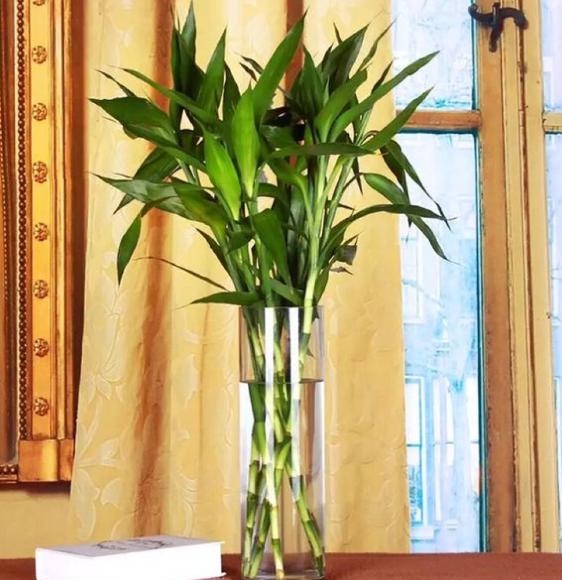 富贵竹零下怎么养才能更旺盛,这四点让你终生受用