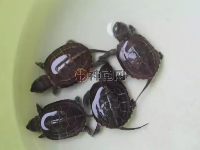 草龟苗半水龟饲养,水龟半水龟混养环境