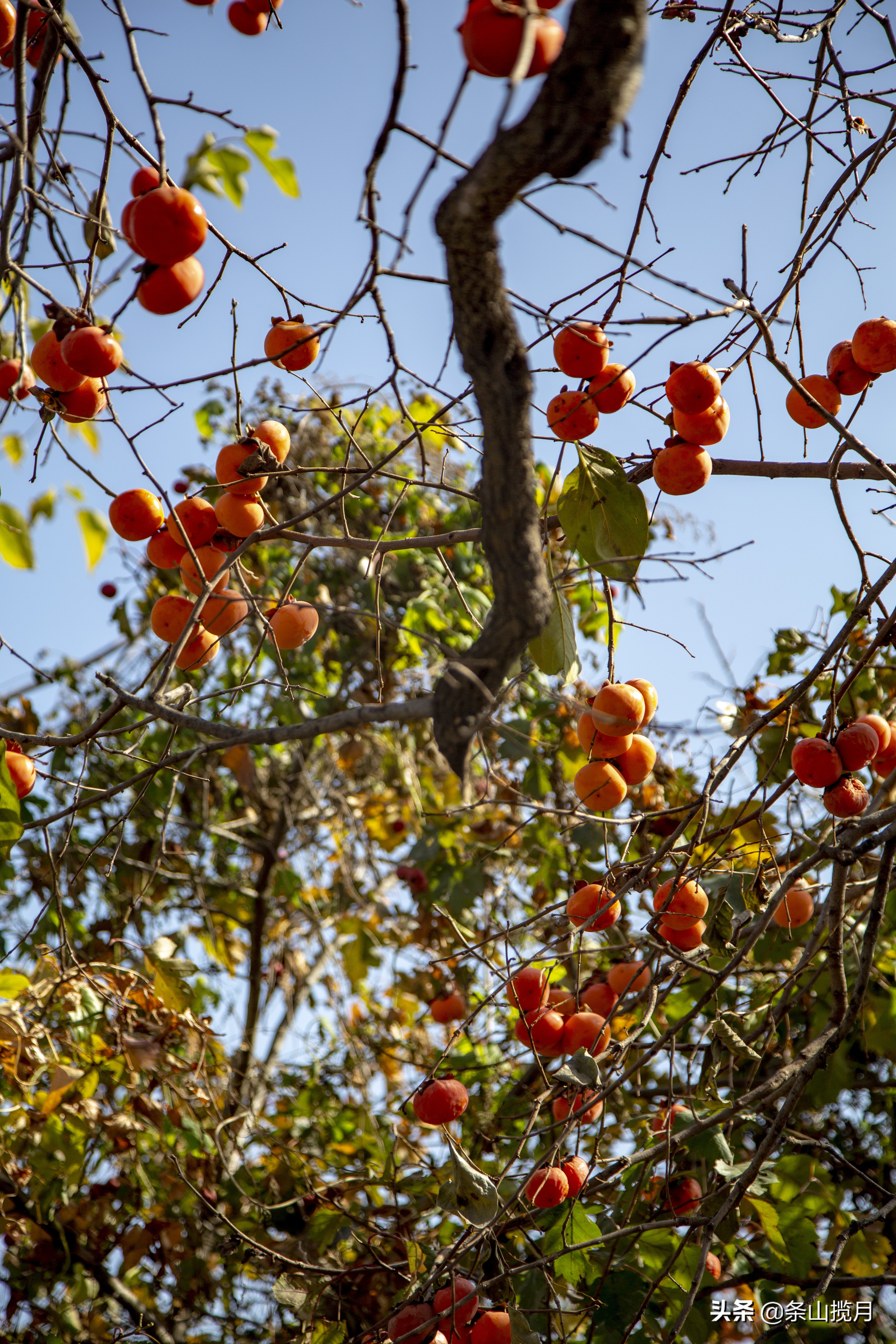 柿子红了记忆中的乡愁,柿子红了的乡愁文案