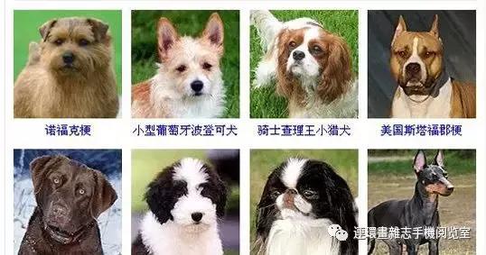 狗狗品种大全卡斯罗,雪纳瑞