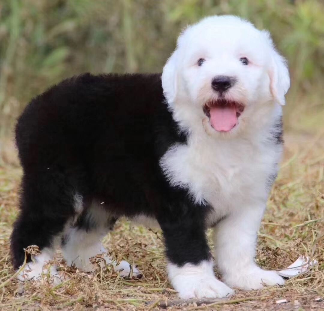 古牧为什么生的多,古牧为什么那么粘人