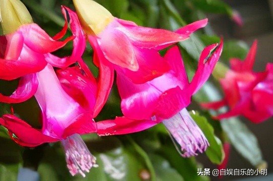 巴西足球有多无解,巴西为什么不能没有足球