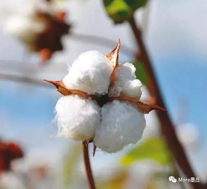 国际高档衬衫面料品牌,世界顶级名牌正品衬衫