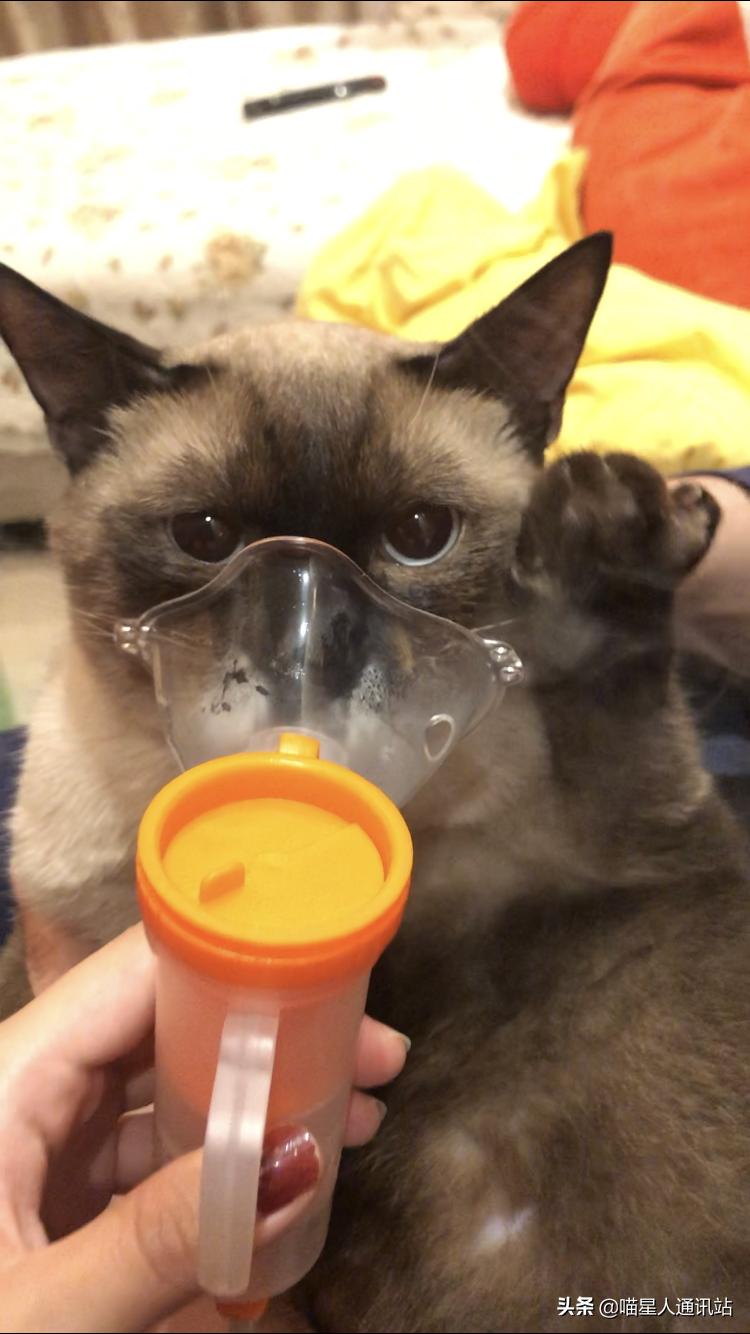 花销盘点｜养一只猫一年花的钱够买30根口红