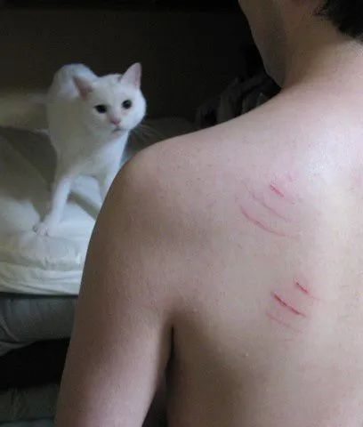 你知道猫咪胡须的秘密么,捡到猫咪的胡子有什么寓意