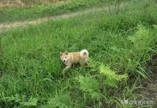 这样的中华田园犬难道你不爱吗,怎么样的才能称得上中华田园犬