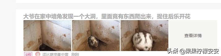 在网上看到了一个新闻，然后用图片搜索一查，简直笑开了花