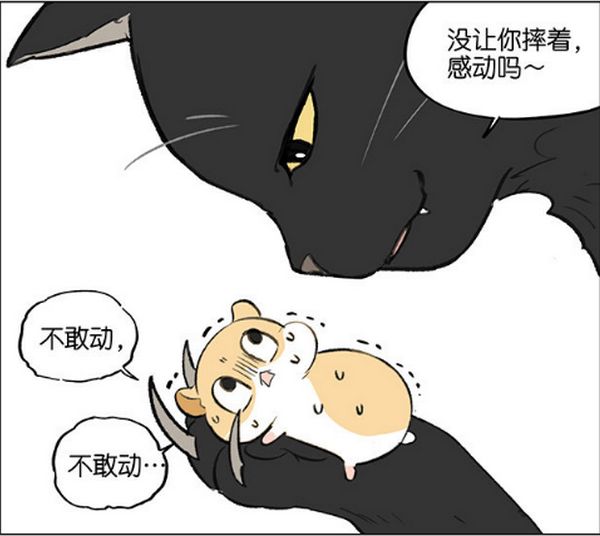 仓鼠的跑步速度有多快,小仓鼠跑步有多快