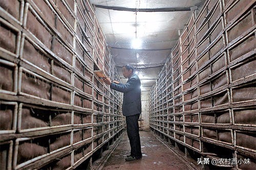 白玉蜗牛养殖注意事项和禁忌,白玉蜗牛的养殖条件是怎样的