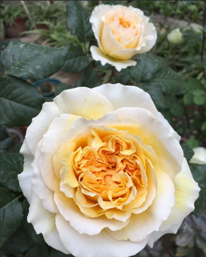 20种必买月季品种图片,网购月季有哪些品种好活