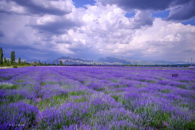 伊犁霍城薰衣草花海,伊犁霍城薰衣草真美